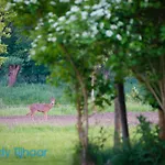 Landgoed De Blaauwe Blaer *