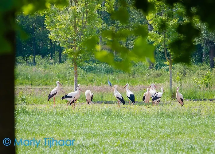 Landgoed De Blaauwe Blaer * ハル